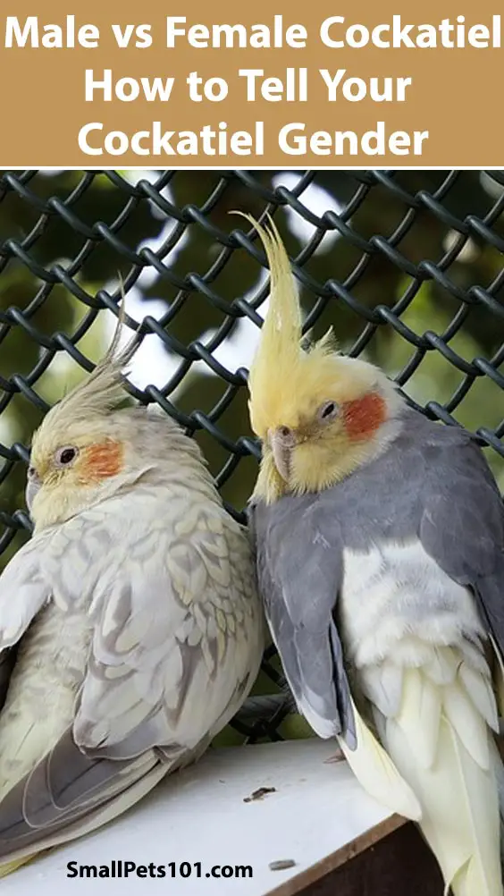Male vs Female Cockatiel
