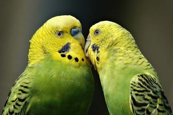 Why Do Parakeets Bob Their Heads: The Science Behind This Common ...